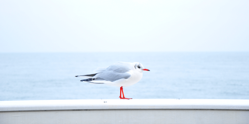 Coboat: The Latest in Extreme Remote Work