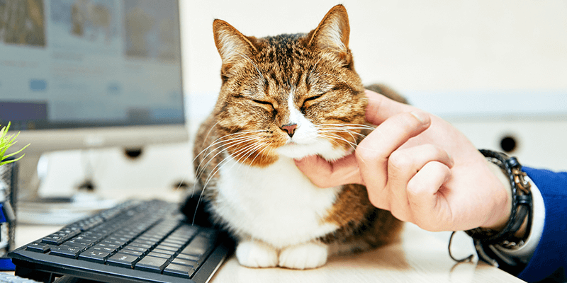 Purrrfect Remote Pet Fails